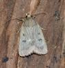 Amphipyra tragopoginis